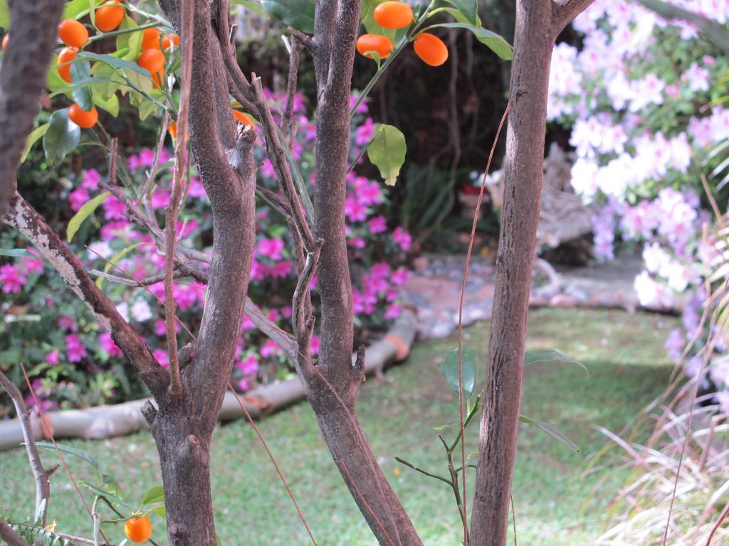 Bed and Breakfast La Casona De Grace à Olivos Extérieur photo